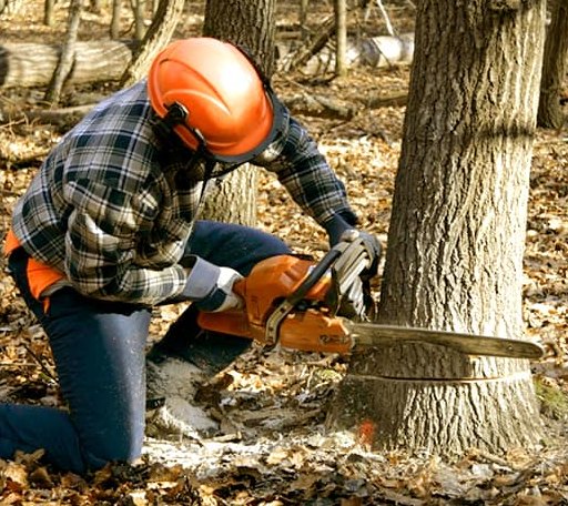Tree Removal in Block Island, RI